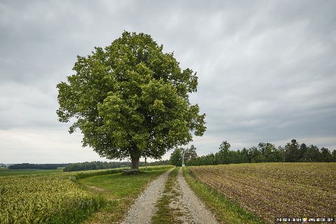 Gemeinde Tyrlaching Landkreis Altötting Rainbichl Aussicht Linde Landschaft (Dirschl Johann) Deutschland AÖ